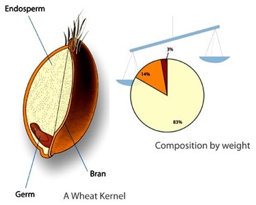 Wheat Grain Parts